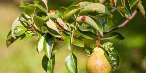 Rđa na kruški: kako liječiti